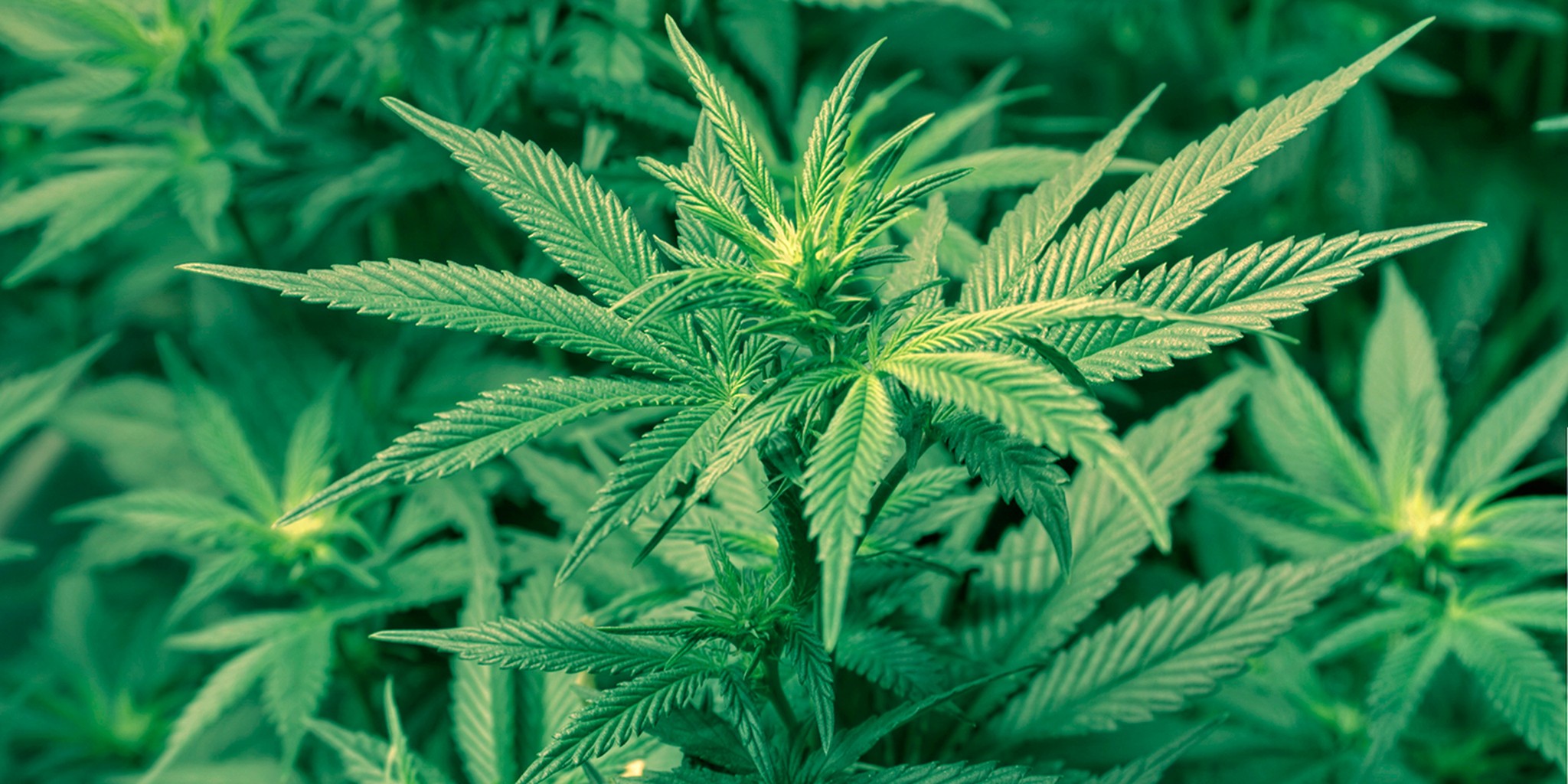 Digital Currency Looks to Solve Cannabis Industry’s Cash Problem