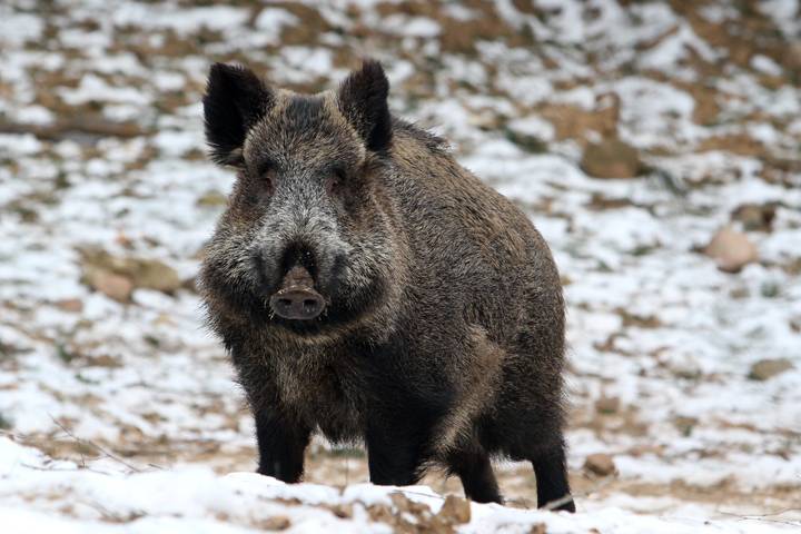 Japan Will Track Wild Game Meat on a NEM-based Blockchain